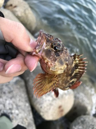 青物不発からの根魚三目達成