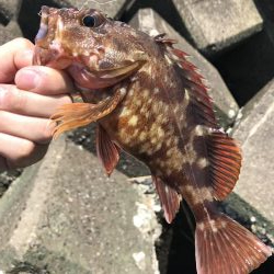 穴釣りデーゲーム