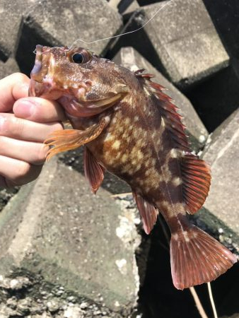 穴釣りデーゲーム