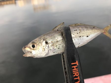 ライト五目釣り