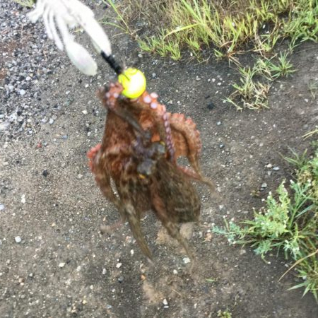 朝一番 マダコGET！