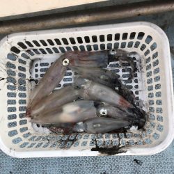 シロイカ爆釣