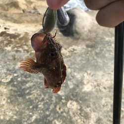 アコウちょーこー