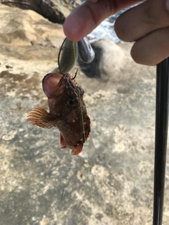 アコウちょーこー