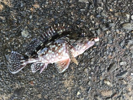 水潮ライトロック