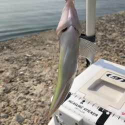 暇つぶしちょい投げ