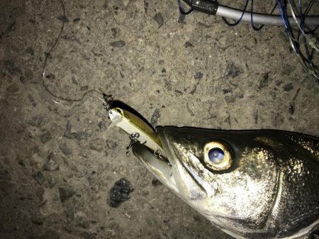 シーバスフィッシング