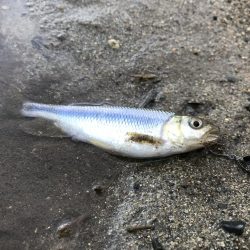 ブラックバスがいた