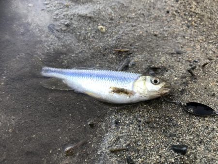 ブラックバスがいた