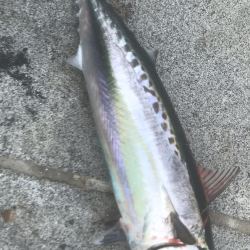 青物パラダイス