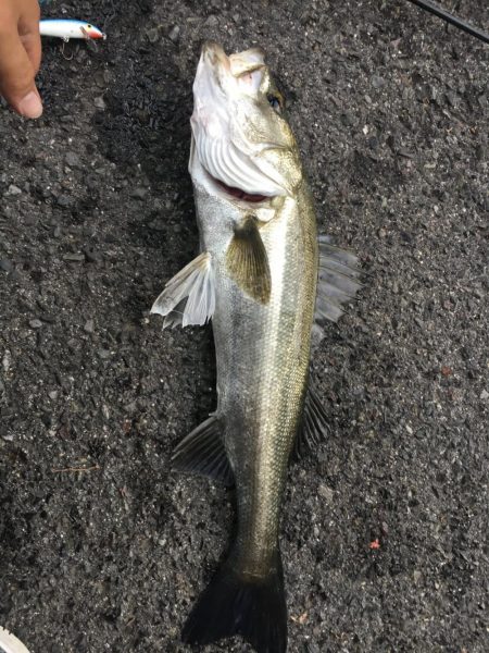 鳴門の激流ポイントにて