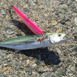 サワラのベイビーpart2