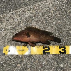 釣れたけど、、、