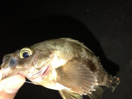 今夜はどうした？