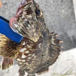 過去最高のガシラ‼︎