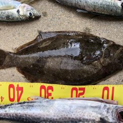 泉州丸さんで鬼アジ調査