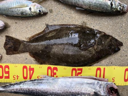 泉州丸さんで鬼アジ調査