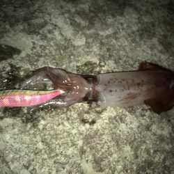 ケンサキ、アコウ