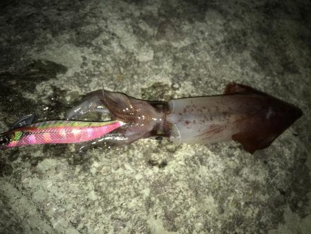 ケンサキ、アコウ