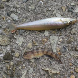 台風前チョイ投げ