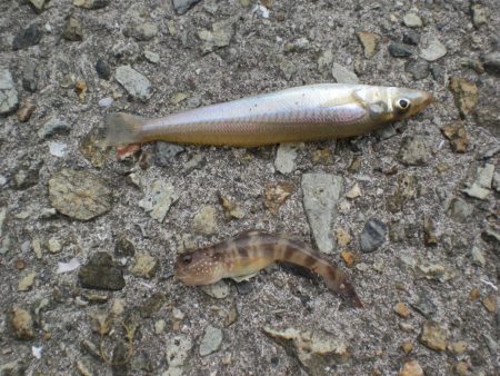 台風前チョイ投げ