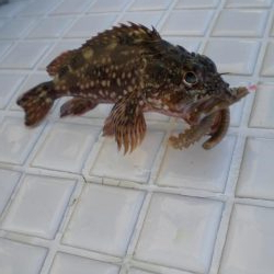 今日もいた！！