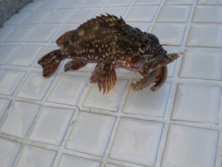 今日もいた！！