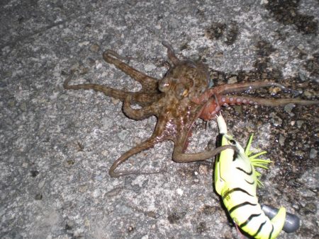 ヤット釣れたタコ