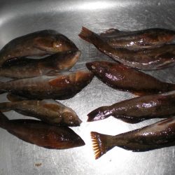 アイナメ・ガシラ祭り