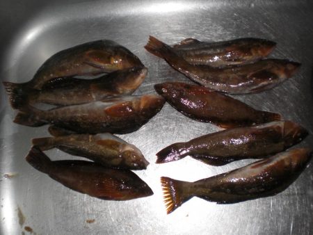 アイナメ・ガシラ祭り