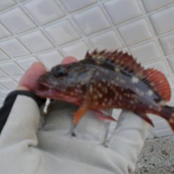 タコ釣れず・ガシラ