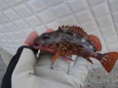 タコ釣れず・ガシラ