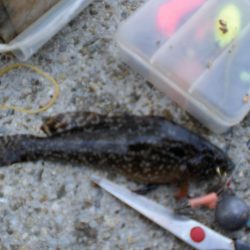 アイナメ・ガシラ