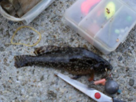 アイナメ・ガシラ