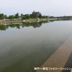 テナガエビはシーズン終わり?