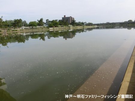 テナガエビはシーズン終わり?