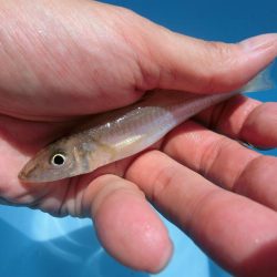 猛暑短時間キス狙い