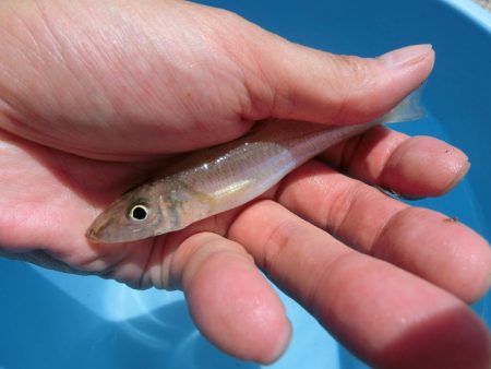 猛暑短時間キス狙い