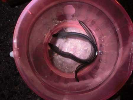 初アナゴとサビキ