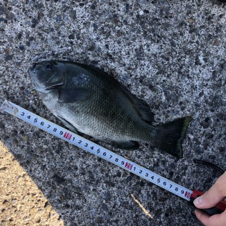 期待のサバ釣れず