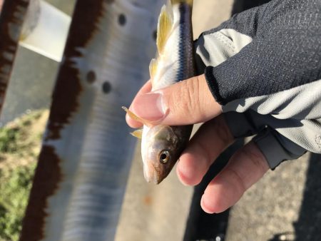 久しぶりの川釣り