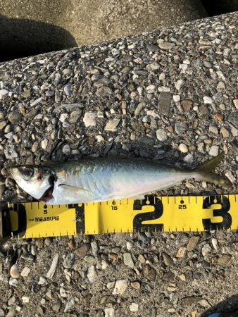 神明ショアジギング！