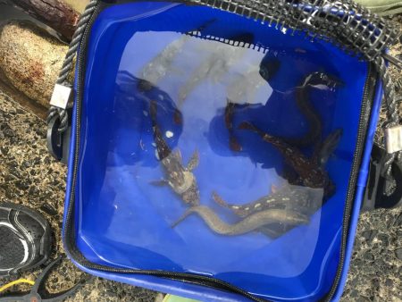 今年のゴロタ場は熱いぜ！