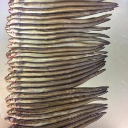 アナゴ  たくさん釣れました〜