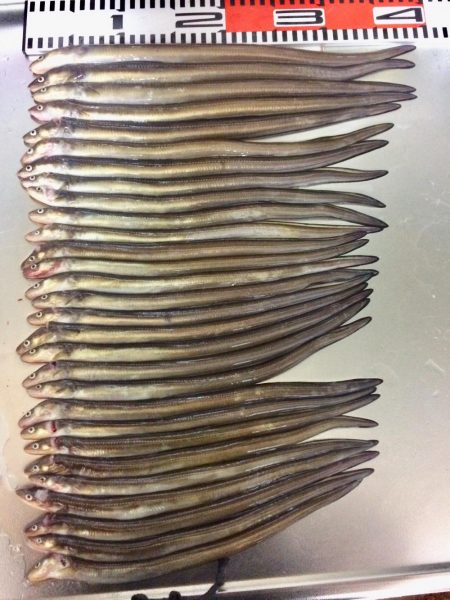 アナゴ  たくさん釣れました〜