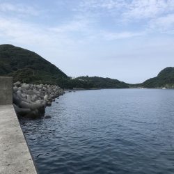 カマスの入れ食い