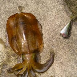 ヤエンリベンジ