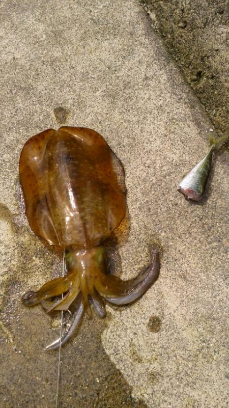 ヤエンリベンジ