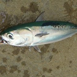 ぺんぺんのはずが…