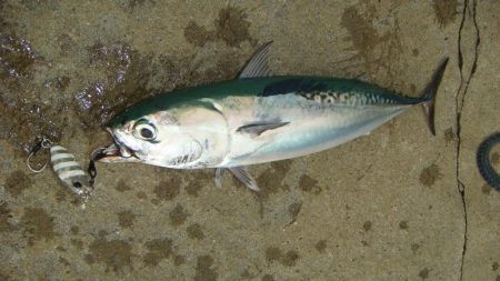 ぺんぺんのはずが…